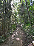 ...der uns in den Bergwald hinein führt