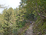 Wir erreichen einen Bergwald