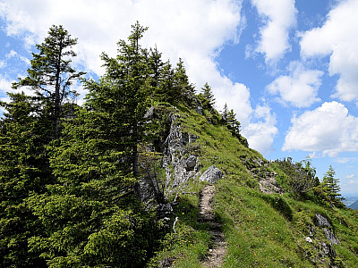 Der Steig macht deutlich mehr Spaß als die Forststraße