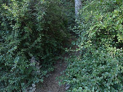 ... nach rechts in die Büsche abbiegen.