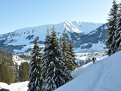 Durch Schneisen im Wald...