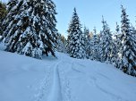 an schneebedeckten Tannen vorbei.