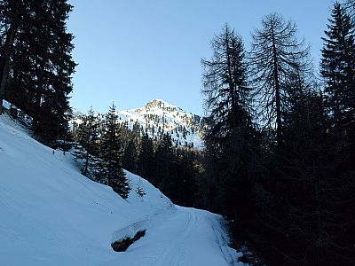 Hinter der Alm führt uns der Weg in den Wald