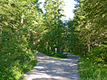 ...und halten uns bei der Weggabelung im Wald links
