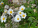 Margeriten