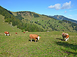 Kühe auf der Rosengassenalm