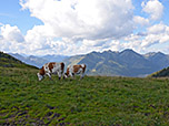 Kühe am Fellalm-Sattel