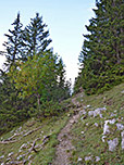 ...und erreichen durch lichten Wald...
