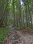 Nach der Brücke passieren wir ein schattiges Waldstück