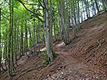 ...und durch dichten Bergwald...