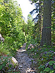 ...erreichen wir schließlich wieder den Bergwald