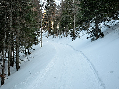 Der Wald wird ein wenig dichter ...