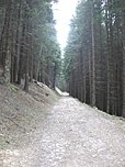 Wieder auf breiten Wegen