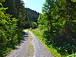 Über einen Forstweg...