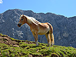 Haflinger vor der Heiterwand