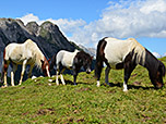Die Pferdeherde bei der Anhalter Hütte ist bunt zusammen gewürfelt