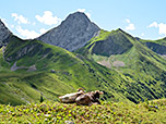 Falschkogel