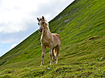 Dieser junge Haflinger beobachtet uns neugierig