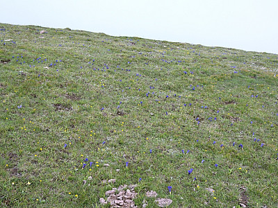 Die Wiesen sind von Enzianen überzogen
