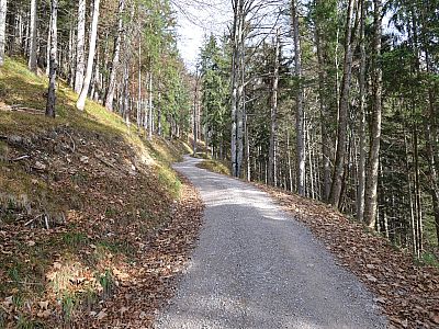Stetig gewinnen wir auf der Forststraße an Höhe