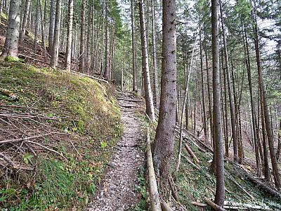 Durch den Wald gewinnen wir weiter an Höhe