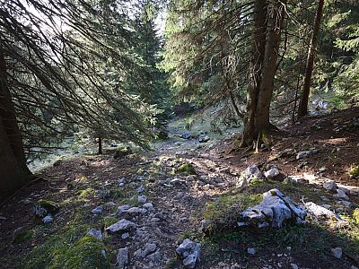 Durch den Wald ... 