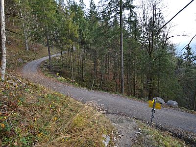 wieder die Forststraße erreichen und diesmal nach links abbiegen