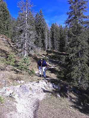 ...durch lichten Wald