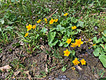 Sumpfdotterblumen