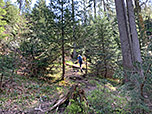 Wir schlagen einen kleinen Waldpfad ein