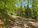 ...und folgen dem breiten Forstweg weiter bergauf
