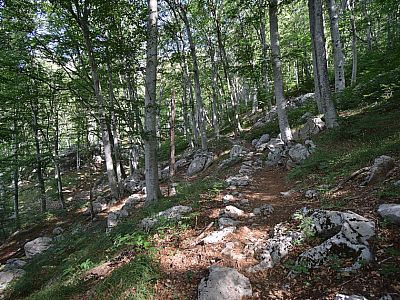 Während des Aufstiegs können wir noch den Schatten der Buchen genießen
