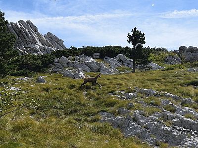 Eine Gämse kreuzt unseren Weg