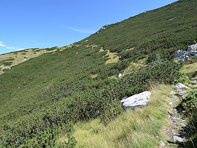 Wir queren ein Latschenfeld