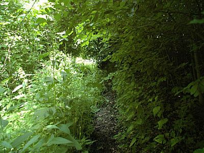 Ab hier geht's wild...