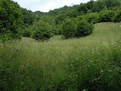 ...durch meterhohes Gras