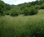 ...durch meterhohes Gras