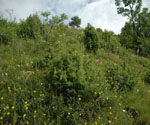 Durch Büsche