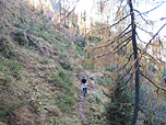Durch lichten Wald...