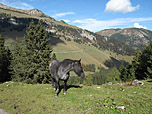Kaltblüter auf der Grabenbergalm
