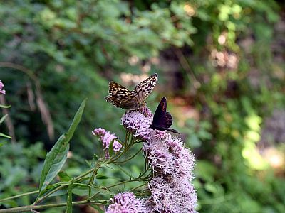 Zahlreiche Schmetterlinge stärken sich an den Blumen neben der Straße