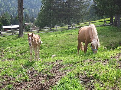 Haflinger auf der Villanderer Alm