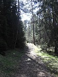 Durch lichten Wald