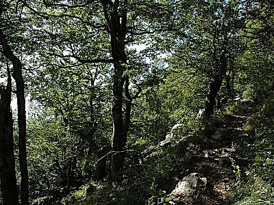...Wald