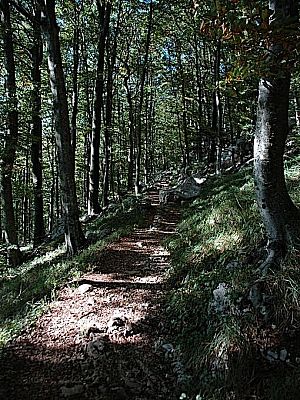 ...Wald