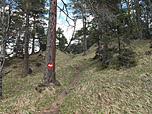 Der Wald ist nun dichter