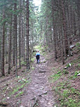 ...geht es wieder durch Wald