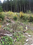 ...bis wir die Abzweigung zum Vorderskopf erreichen