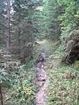 Pfad durch den Bergwald