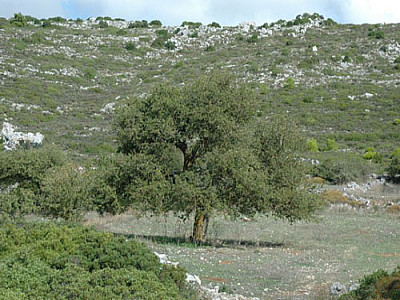 einsammer Schattenspender